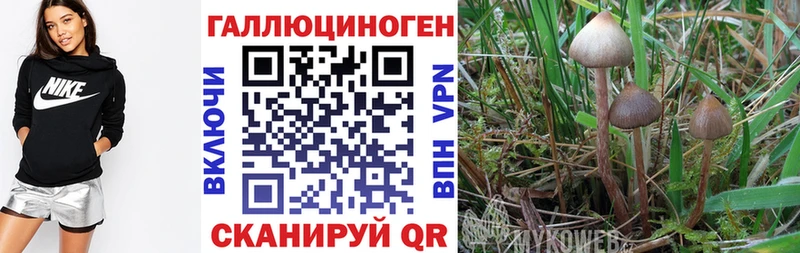 Псилоцибиновые грибы Psilocybe  МЕГА ссылка  Дмитровск 